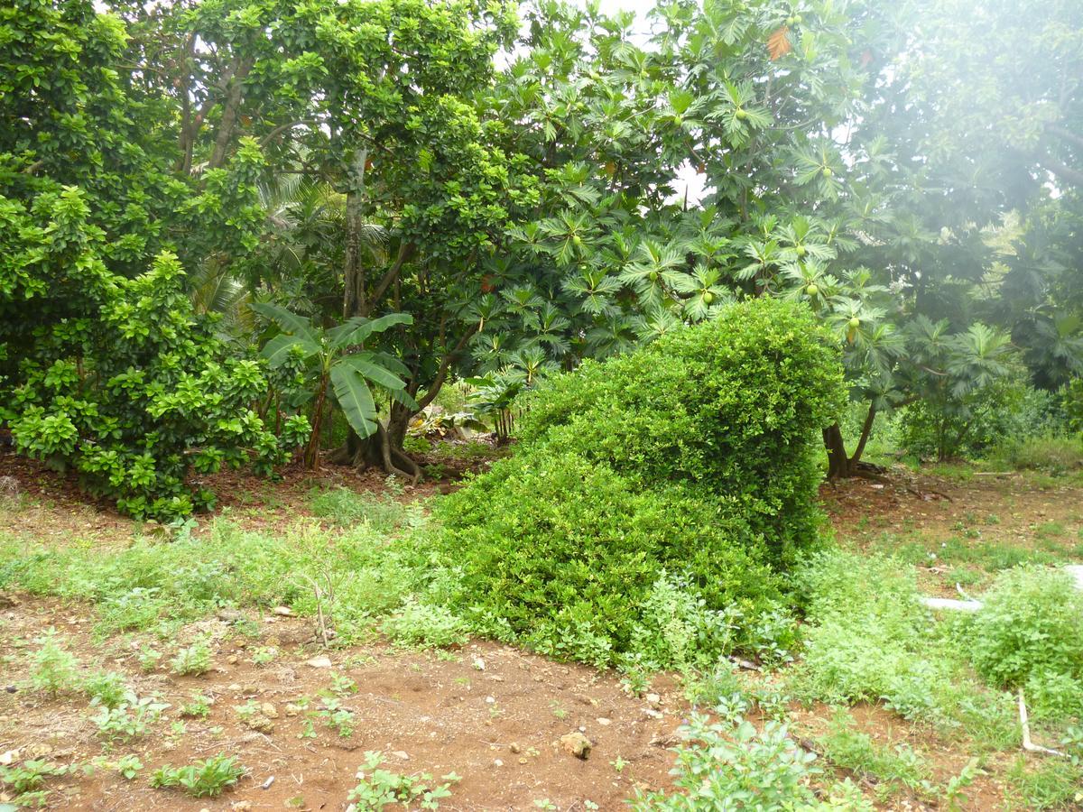 Posada Nativa Miss Casira San Andres  Bagian luar foto