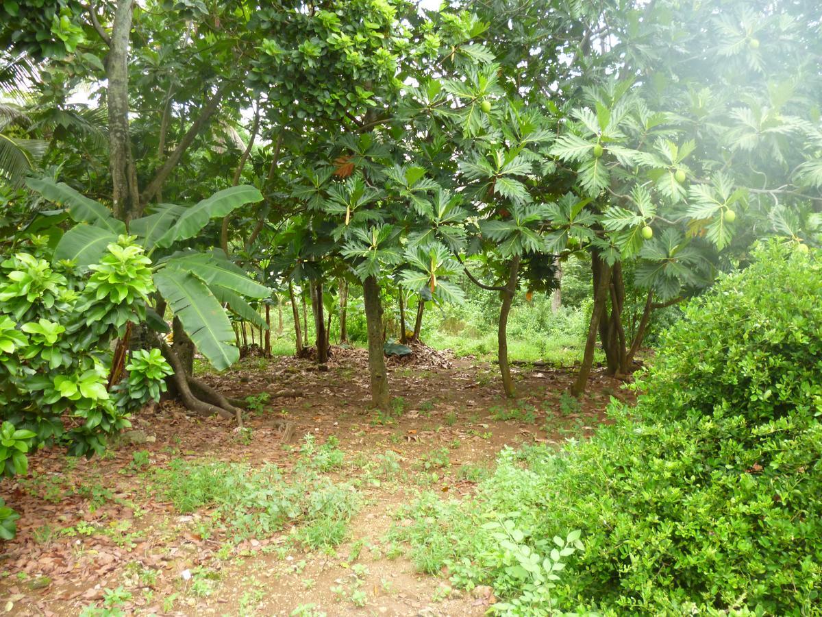 Posada Nativa Miss Casira San Andres  Bagian luar foto
